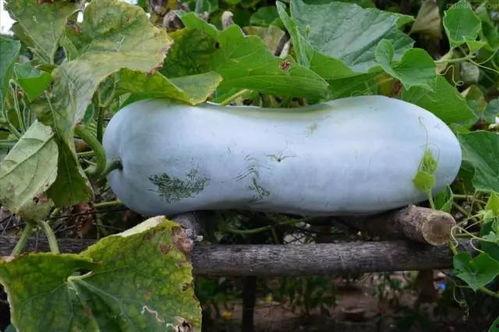 籽瓜幼儿可以吃吗,幼儿适宜的辅食选择