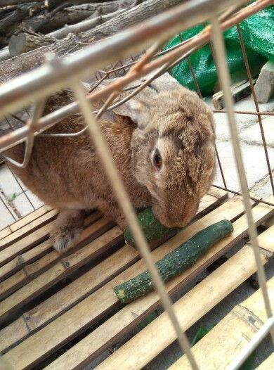 兔子可以吃蓝瓜,兔子钟爱的美味佳肴