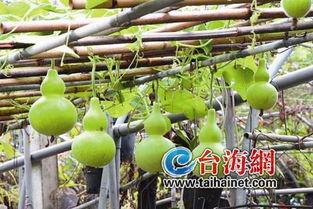 吃葫芦瓜声控,声控葫芦瓜的独特魅力体验