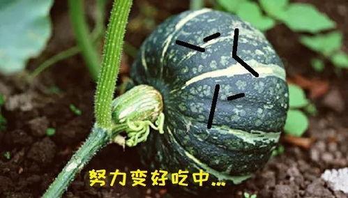 吃瓜真的好吃,揭秘“吃瓜真的好吃”背后的美味奥秘