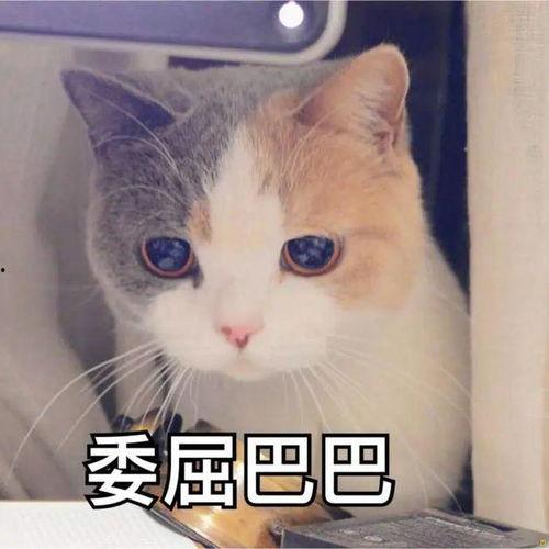 吃瓜猫咪文案短句
